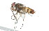  ( - 09BBDIP-0124)  @13 [ ] CreativeCommons - Attribution (2009) Unspecified Centre for Biodiversity Genomics