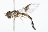  ( - 09BBDIP-0300)  @13 [ ] CreativeCommons - Attribution (2009) Unspecified Centre for Biodiversity Genomics