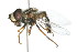  ( - 09BBDIP-0304)  @13 [ ] CreativeCommons - Attribution (2009) Unspecified Centre for Biodiversity Genomics