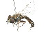  ( - 09BBDIP-0313)  @13 [ ] CreativeCommons - Attribution (2009) Unspecified Centre for Biodiversity Genomics