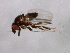  (Phyllomyza sp. VLB1 - 09BBDIP-0795)  @11 [ ] CreativeCommons - Attribution (2009) Unspecified Centre for Biodiversity Genomics