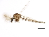  (Chaoborus punctipennis - 09BBDIP-1594)  @14 [ ] CreativeCommons - Attribution (2010) Unspecified Centre for Biodiversity Genomics