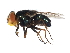  (Cochliomyia macellaria - 09BBDIP-1023)  @14 [ ] CreativeCommons - Attribution (2009) Unspecified Centre for Biodiversity Genomics