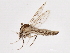  (Chaoborus punctipennis - 09BBDIP-1670)  @14 [ ] CreativeCommons - Attribution (2010) CBG Photography Group Centre for Biodiversity Genomics