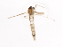  ( - 09BBDIP-1719)  @13 [ ] CreativeCommons - Attribution (2010) CBG Photography Group Centre for Biodiversity Genomics