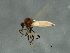  (Bezzia nobilis - 09BBDIP-1504)  @14 [ ] CreativeCommons - Attribution (2009) Unspecified Centre for Biodiversity Genomics