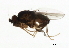  (Pullimosina zayensis - 09BBDIP-1508)  @13 [ ] CreativeCommons - Attribution (2009) Unspecified Centre for Biodiversity Genomics
