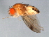  ( - 09BBDIP-2074)  @13 [ ] CreativeCommons - Attribution (2010) CBG Photography Group Centre for Biodiversity Genomics