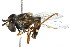  ( - 09BBDIP-2176)  @13 [ ] CreativeCommons - Attribution (2010) CBG Photography Group Centre for Biodiversity Genomics