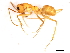  (Myrmecocystus mexicanus - 09BBUSA-F0230)  @14 [ ] CreativeCommons - Attribution (2010) CBG Photography Group Centre for Biodiversity Genomics