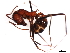  (Aphaenogaster albisetosa - 09BBUSA-F0362)  @15 [ ] CreativeCommons - Attribution (2010) CBG Photography Group Centre for Biodiversity Genomics