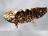  ( - 10BBHEM-540)  @13 [ ] CreativeCommons - Attribution (2010) CBG Photography Group Centre for Biodiversity Genomics