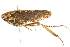  ( - 10BBHEM-0003)  @11 [ ] CreativeCommons - Attribution (2010) CBG Photography Group Centre for Biodiversity Genomics