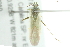  ( - 10BBHEM-0079)  @12 [ ] CreativeCommons - Attribution (2010) CBG Photography Group Centre for Biodiversity Genomics