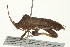  ( - 10BBHEM-0150)  @13 [ ] CreativeCommons - Attribution (2010) CBG Photography Group Centre for Biodiversity Genomics