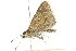  ( - 10BBLEP-01577)  @13 [ ] CreativeCommons - Attribution (2010) CBG Photography Group Centre for Biodiversity Genomics