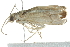  (Parapediasia ligonella - 10BBLEP-00046)  @12 [ ] CreativeCommons - Attribution (2010) CBG Photography Group Centre for Biodiversity Genomics