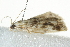  ( - 10BBLEP-00055)  @13 [ ] CreativeCommons - Attribution (2010) CBG Photography Group Centre for Biodiversity Genomics