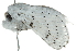  ( - 10BBLEP-00067)  @12 [ ] CreativeCommons - Attribution (2010) CBG Photography Group Centre for Biodiversity Genomics