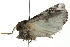  ( - 10BBLEP-00081)  @12 [ ] CreativeCommons - Attribution (2010) CBG Photography Group Centre for Biodiversity Genomics