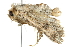  ( - 10BBLEP-00139)  @13 [ ] CreativeCommons - Attribution (2010) CBG Photography Group Centre for Biodiversity Genomics