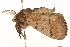  ( - 10BBLEP-00594)  @13 [ ] CreativeCommons - Attribution (2010) CBG Photography Group Centre for Biodiversity Genomics