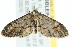  ( - 10BBLEP-00303)  @13 [ ] CreativeCommons - Attribution (2010) CBG Photography Group Centre for Biodiversity Genomics