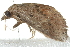 ( - 10BBLEP-00333)  @14 [ ] CreativeCommons - Attribution (2010) CBG Photography Group Centre for Biodiversity Genomics