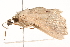  ( - 10BBLEP-01161)  @12 [ ] CreativeCommons - Attribution (2010) CBG Photography Group Centre for Biodiversity Genomics