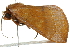  ( - 10BBLEP-00472)  @12 [ ] CreativeCommons - Attribution (2010) CBG Photography Group Centre for Biodiversity Genomics