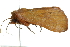  ( - 10BBLEP-00475)  @12 [ ] CreativeCommons - Attribution (2010) CBG Photography Group Centre for Biodiversity Genomics