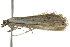  ( - 10BBLEP-00547)  @13 [ ] CreativeCommons - Attribution (2010) CBG Photography Group Centre for Biodiversity Genomics