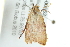 ( - 10BBLEP-00552)  @12 [ ] CreativeCommons - Attribution (2010) CBG Photography Group Centre for Biodiversity Genomics