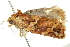  ( - 10BBLEP-00817)  @12 [ ] CreativeCommons - Attribution (2010) CBG Photography Group Centre for Biodiversity Genomics