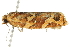  ( - 10BBLEP-00818)  @12 [ ] CreativeCommons - Attribution (2010) CBG Photography Group Centre for Biodiversity Genomics