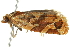  ( - 10BBLEP-00819)  @13 [ ] CreativeCommons - Attribution (2010) CBG Photography Group Centre for Biodiversity Genomics