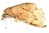  ( - 10BBLEP-01086)  @13 [ ] CreativeCommons - Attribution (2010) CBG Photography Group Centre for Biodiversity Genomics