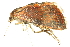  ( - 10BBLEP-01128)  @14 [ ] CreativeCommons - Attribution (2010) CBG Photography Group Centre for Biodiversity Genomics