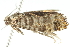  ( - 10BBLEP-01131)  @13 [ ] CreativeCommons - Attribution (2010) CBG Photography Group Centre for Biodiversity Genomics