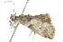  ( - 10BBLEP-00965)  @13 [ ] CreativeCommons - Attribution (2010) CBG Photography Group Centre for Biodiversity Genomics