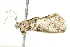  ( - 10BBLEP-00966)  @13 [ ] CreativeCommons - Attribution (2010) CBG Photography Group Centre for Biodiversity Genomics