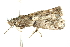  ( - 10BBLEP-00967)  @13 [ ] CreativeCommons - Attribution (2010) CBG Photography Group Centre for Biodiversity Genomics