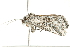  ( - 10BBLEP-00974)  @12 [ ] CreativeCommons - Attribution (2010) CBG Photography Group Centre for Biodiversity Genomics