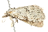  ( - 10BBLEP-00984)  @12 [ ] CreativeCommons - Attribution (2010) CBG Photography Group Centre for Biodiversity Genomics