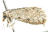  ( - 10BBLEP-00925)  @13 [ ] CreativeCommons - Attribution (2010) CBG Photography Group Centre for Biodiversity Genomics