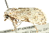  ( - 10BBLEP-00926)  @12 [ ] CreativeCommons - Attribution (2010) CBG Photography Group Centre for Biodiversity Genomics
