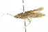  (Bucculatrix ivella - 10BBLEP-00946)  @12 [ ] CreativeCommons - Attribution (2010) CBG Photography Group Centre for Biodiversity Genomics