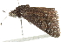  ( - 10BBLEP-01388)  @14 [ ] CreativeCommons - Attribution (2010) CBG Photography Group Centre for Biodiversity Genomics