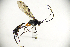  (Lamprocryptus - MUSM-HYM0042)  @11 [ ] Copyright (2024) Unspecified Universidad Nacional Mayor de San Marcos, Museo de Historia Natural