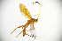  (Cryptopteryx - MUSM-HYM0078)  @11 [ ] Copyright (2024) Unspecified Universidad Nacional Mayor de San Marcos, Museo de Historia Natural